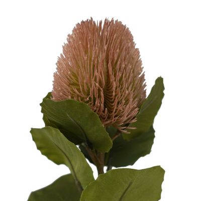 Banksia Bud Stem Pink 59cm