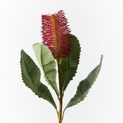 Banksia Robur Spray -Burgundy (73cm)