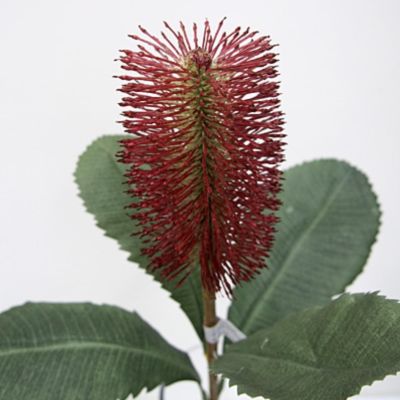 Banksia Robur Spray -Burgundy (73cm)