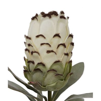 Cream Flocked Protea Spray 75cm