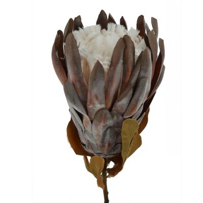 Dried Bearded Protea (76cm)