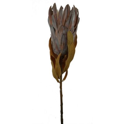 Dried Bearded Protea (76cm)