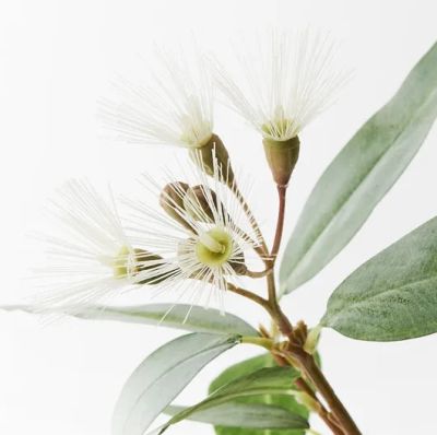 Flowering Eucalyptus - Cream (53cm)