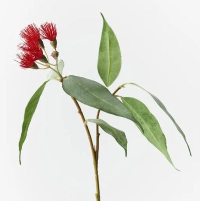 Flowering Eucalyptus - Red (53cm)