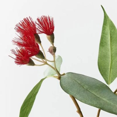 Flowering Eucalyptus - Red (53cm)