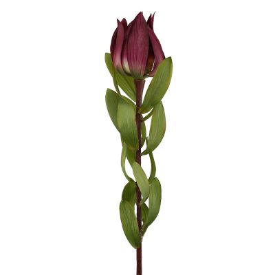 Red Leucadendron 68cm