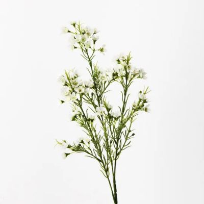 Waxflower Spray - White (68cm)