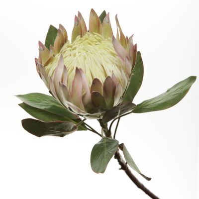 White King Protea Flower Stem